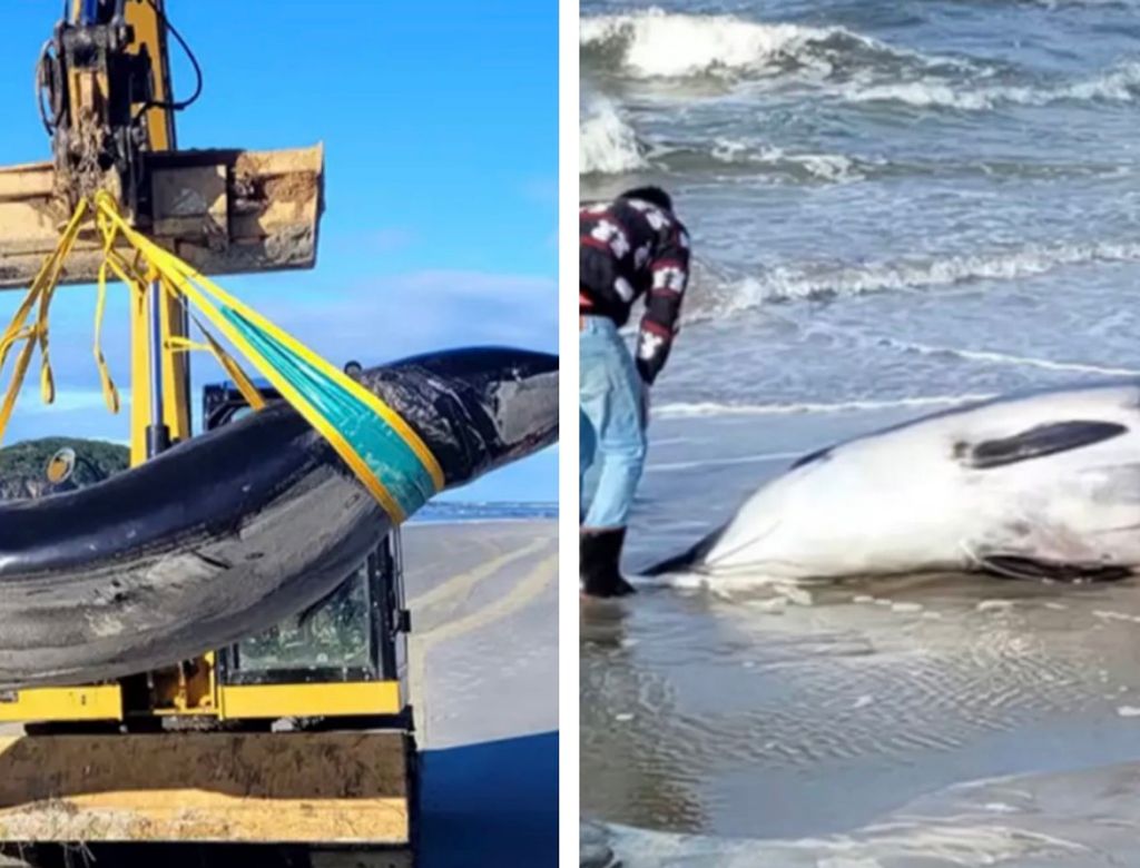 A Baleia Mais Rara Do Mundo Aparece Na Praia E E Apenas O Sexto Avistamento Na Historia(2)