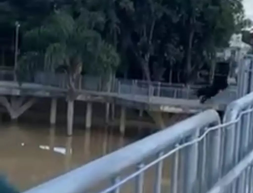 Cachorro (foto Reprodução Redes Sociais)