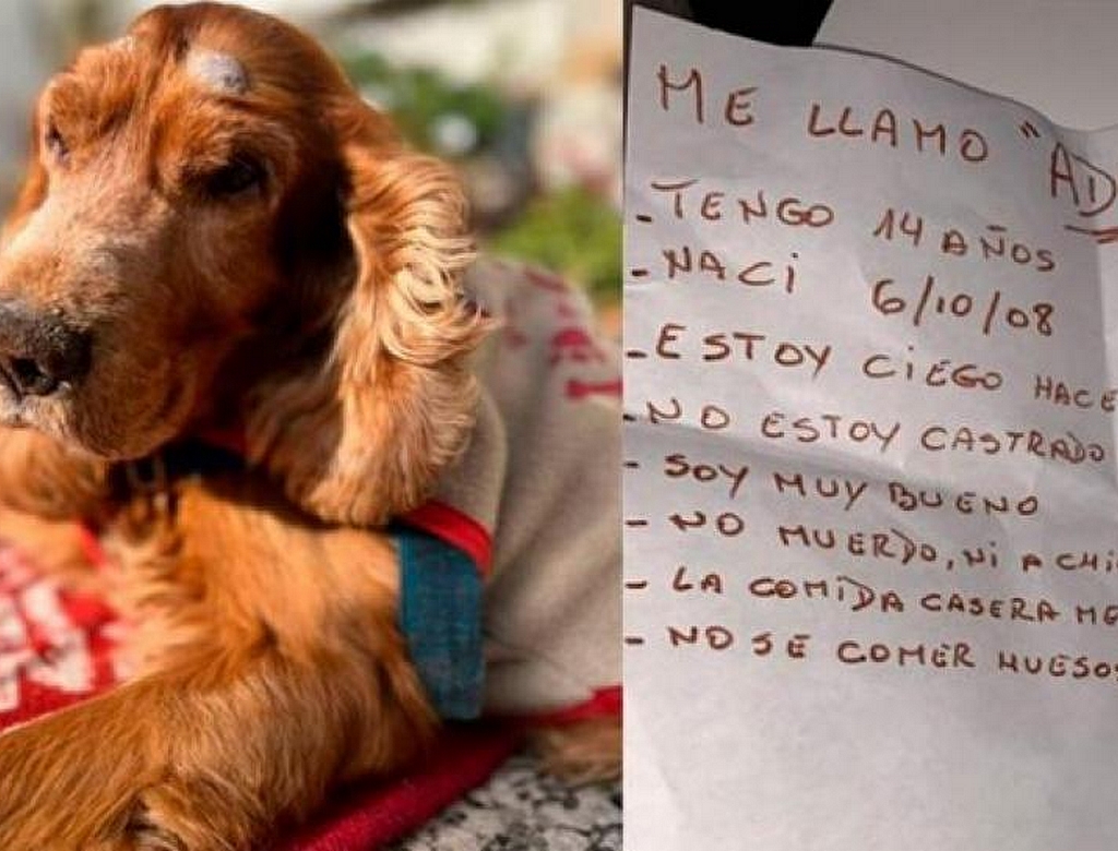 Cão (foto Reprodução Redes Sociais) 1