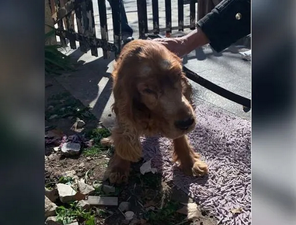 Cão (foto Reprodução Redes Sociais) 2