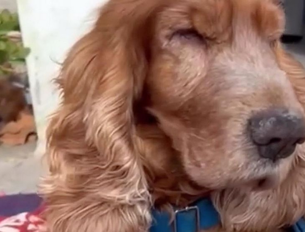 Cão (foto Reprodução Redes Sociais) 3