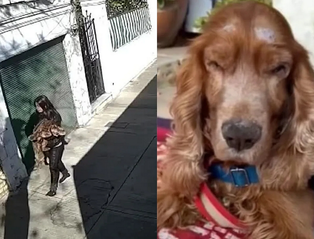 Cão (foto Reprodução Redes Sociais)