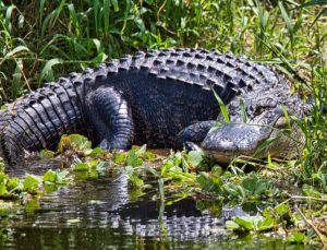 Crocodilo (foto Reprodução Redes Sociais)