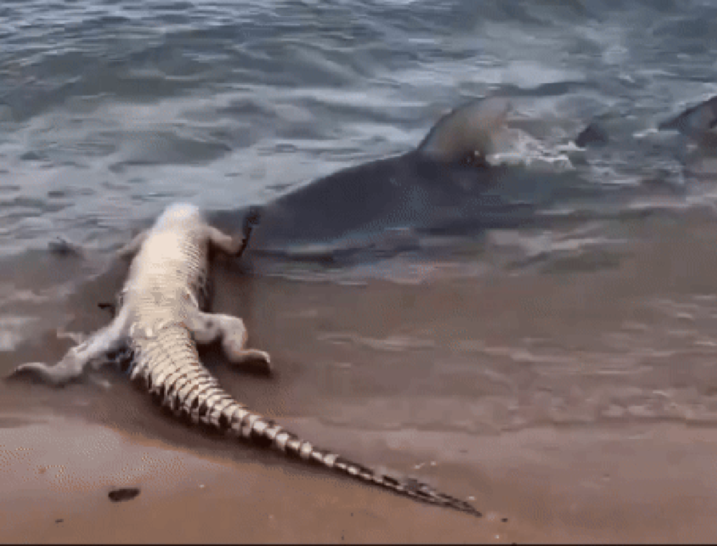 Crocodilo é atacado por tubarão e arrastado para o mar (Foto Reprodução Redes Sociais)