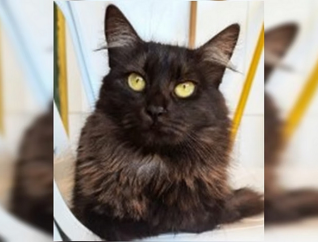 Gata (foto Reprodução Redes Sociais) 1