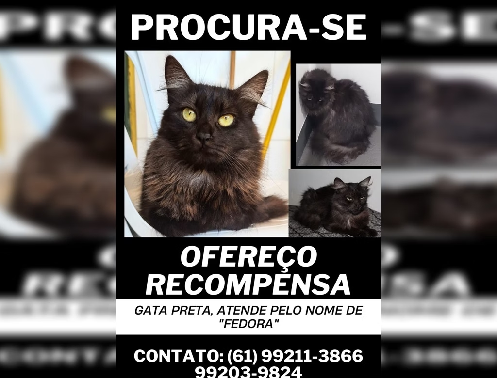 Gata (foto Reprodução Redes Sociais)