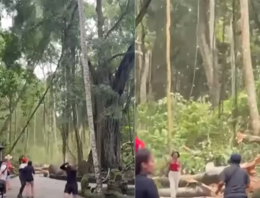 Queda De árvore (foto Reprodução Redes Sociais) 1