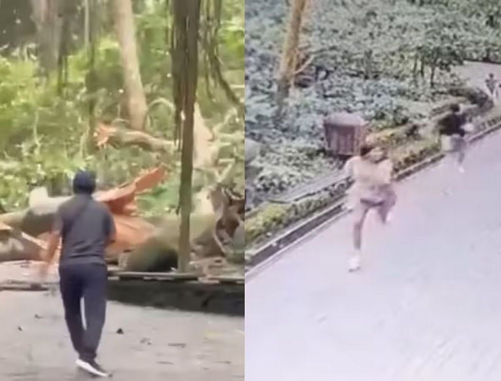 Queda De árvore (foto Reprodução Redes Sociais)