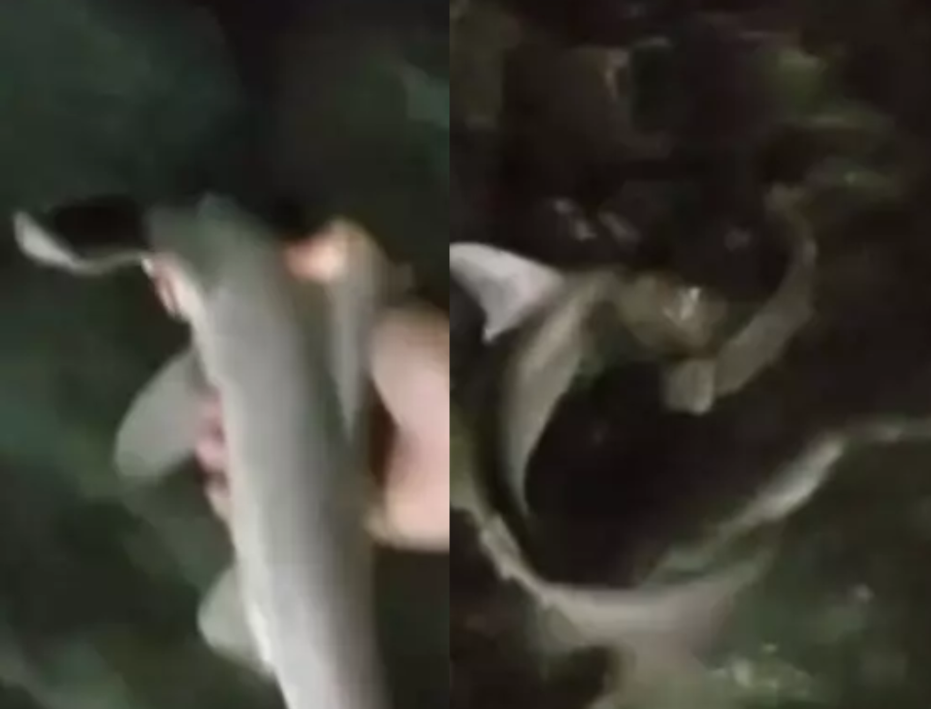 Tubarão Martelo (foto Reprodução Redes Sociais)