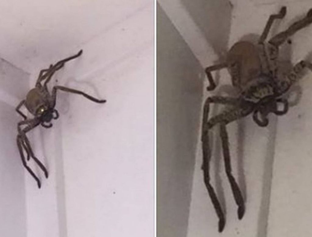 Blog Spider Australia(1)