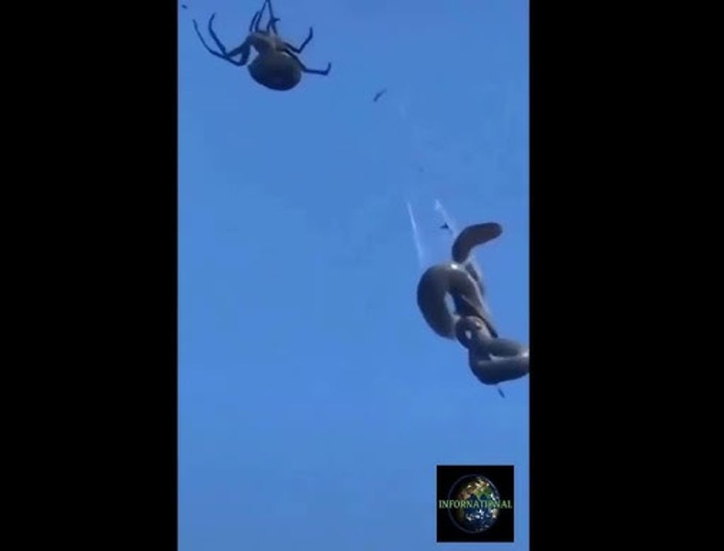 Cobra2(1)