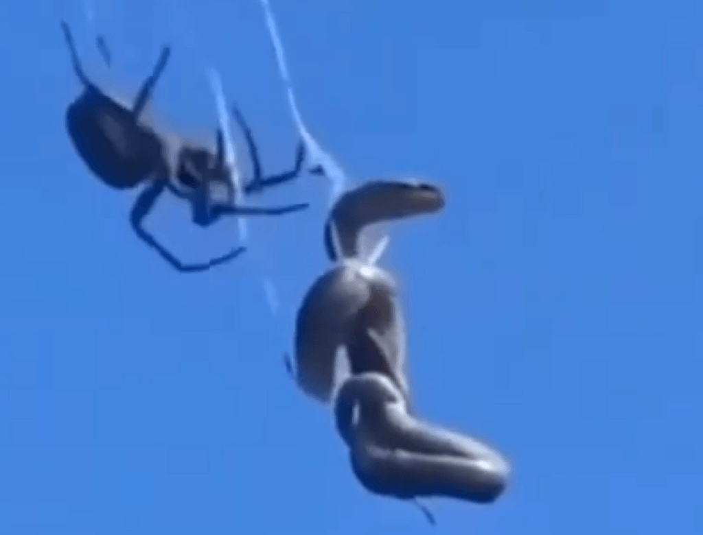 Mundo Aranha Captura Cobra No Ar Na Australia Natureza Curiosidades Bizarro 1733449270(1)