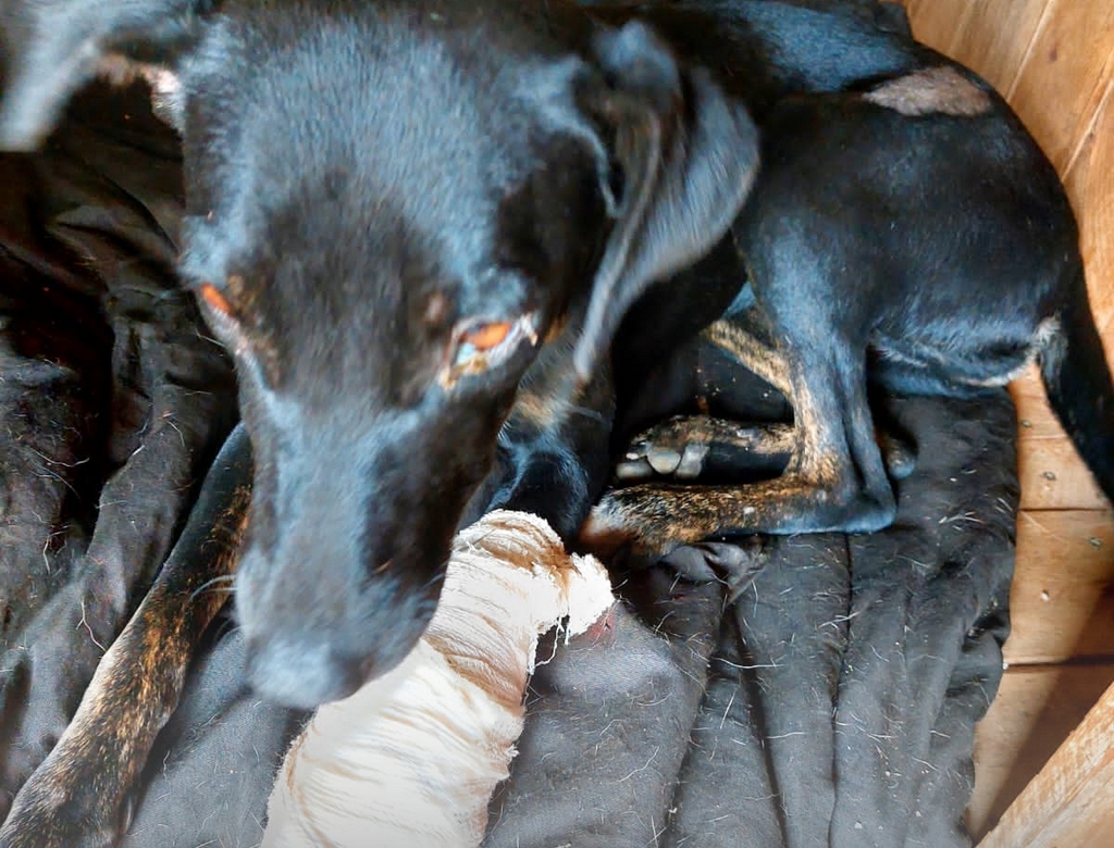 Cachorro (foto Reprodução Redes Sociais)