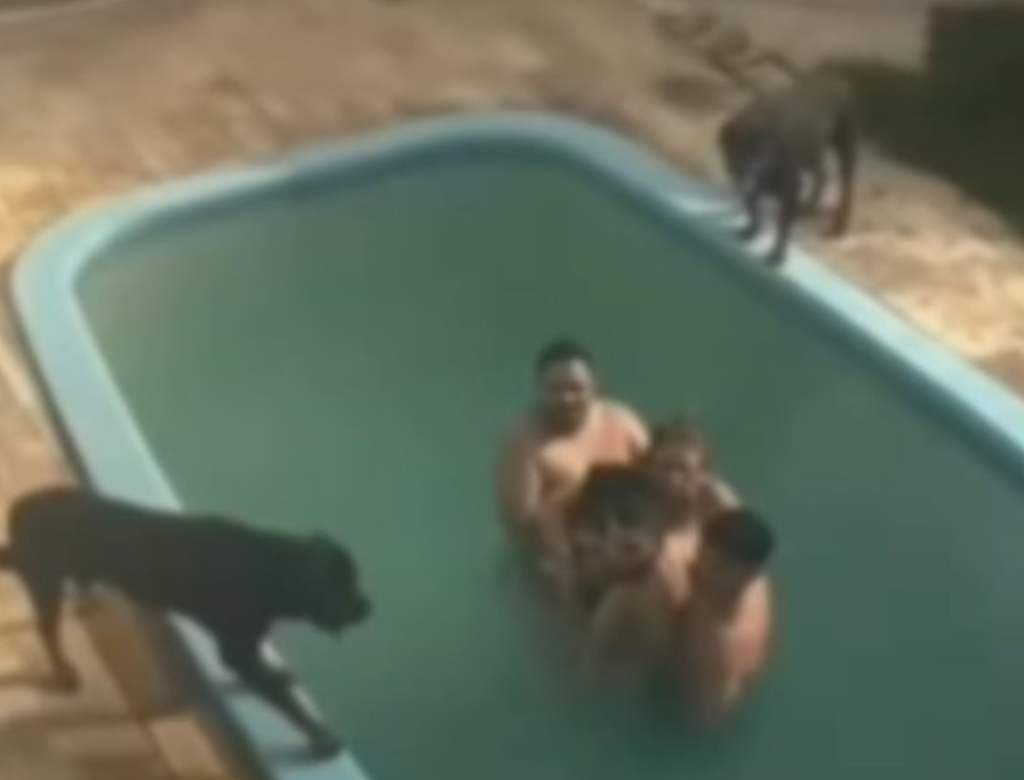 Família aluga casa e é cercada por rottweilers em piscina (Foto Reprodução Redes Sociais)