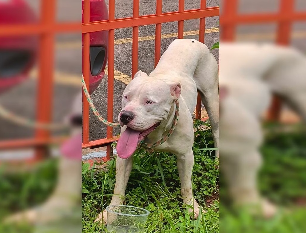 Pitbull (foto Reprodução Redes Sociais) 