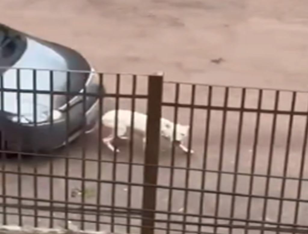 Pitbull (foto Reprodução Redes Sociais)
