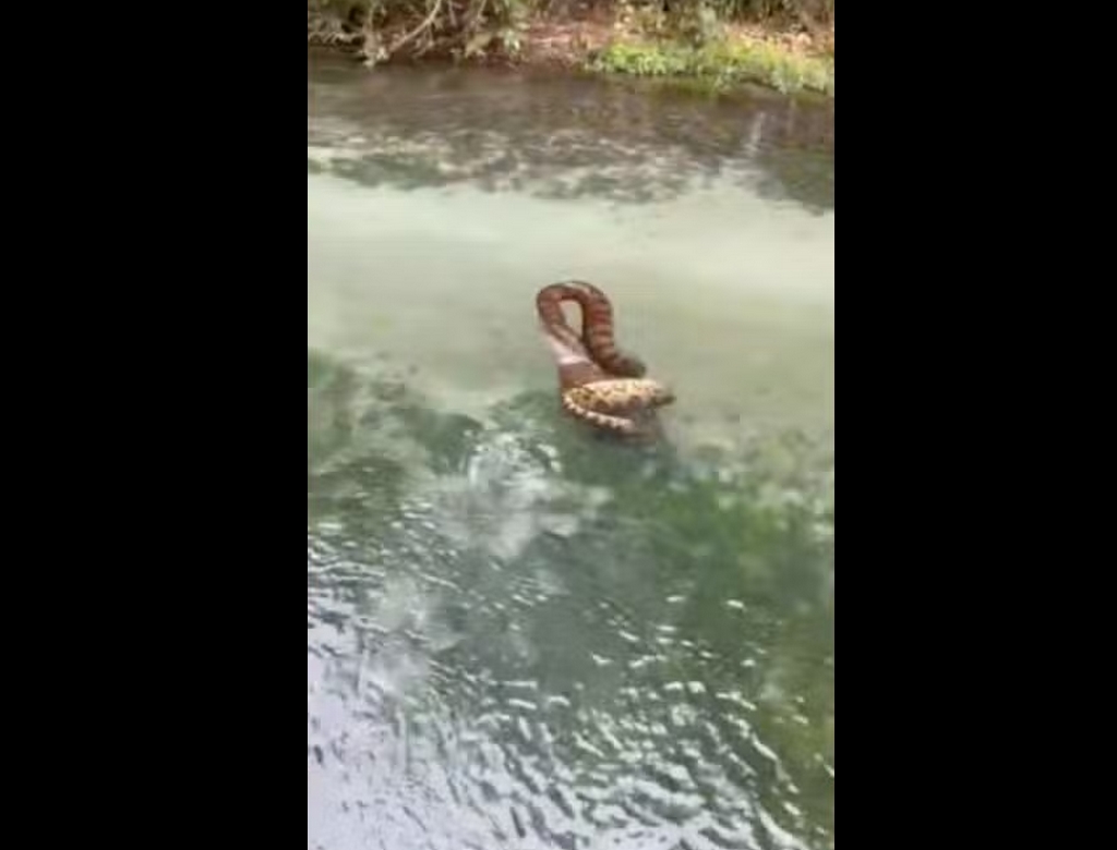 Sucuri (foto Reprodução Redes Sociais) 1