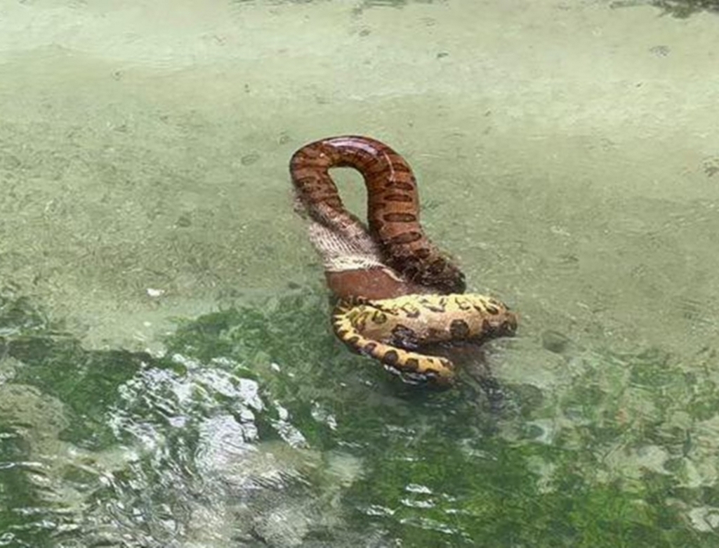 Sucuri (foto Reprodução Redes Sociais)