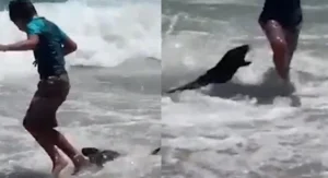 Foca