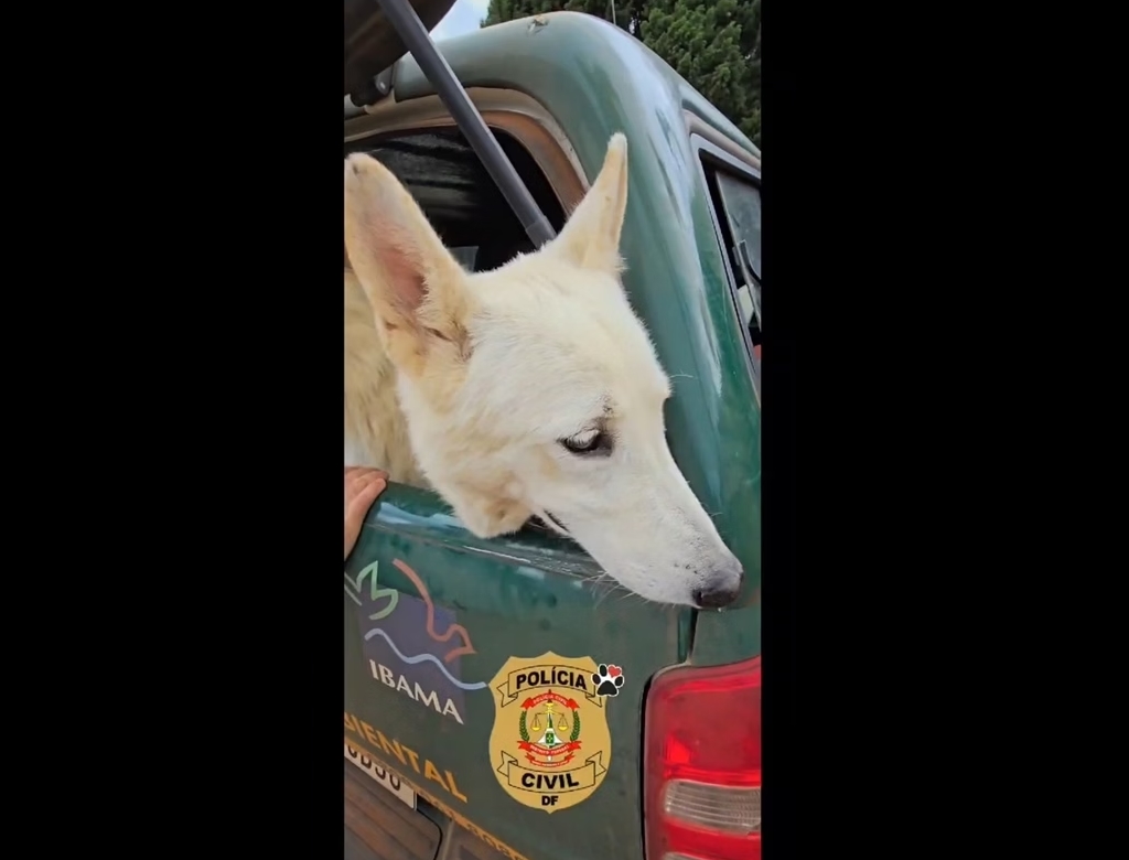 Animais (foto Reprodução Redes Sociais) 1