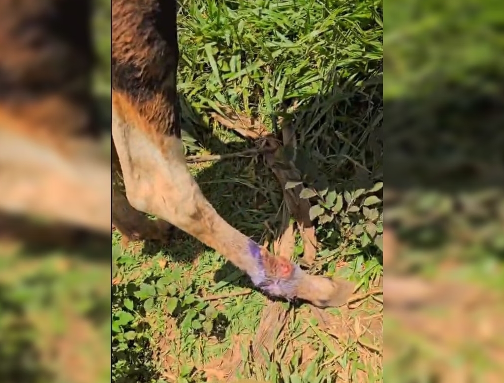 Animais (foto Reprodução Redes Sociais) 2