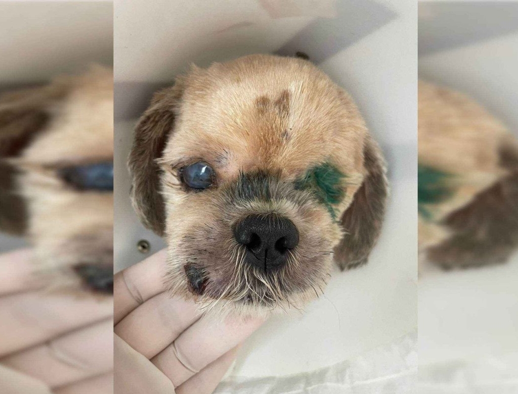 Animais (foto Reprodução Redes Sociais) 3