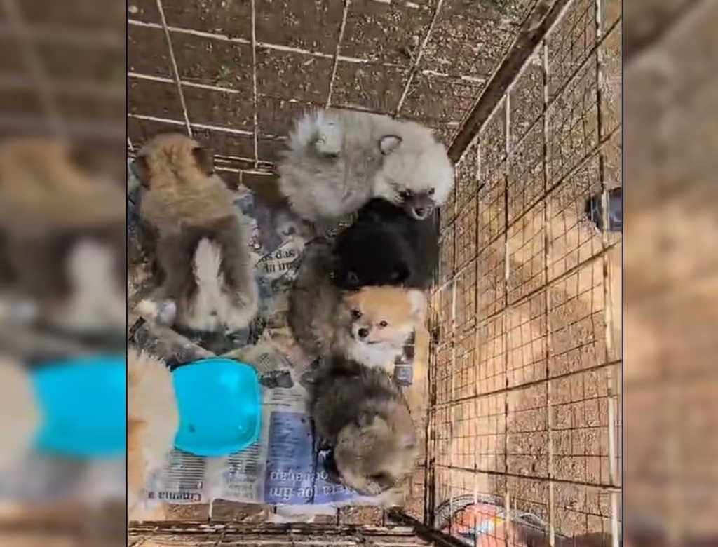Animais (foto Reprodução Redes Sociais) 4