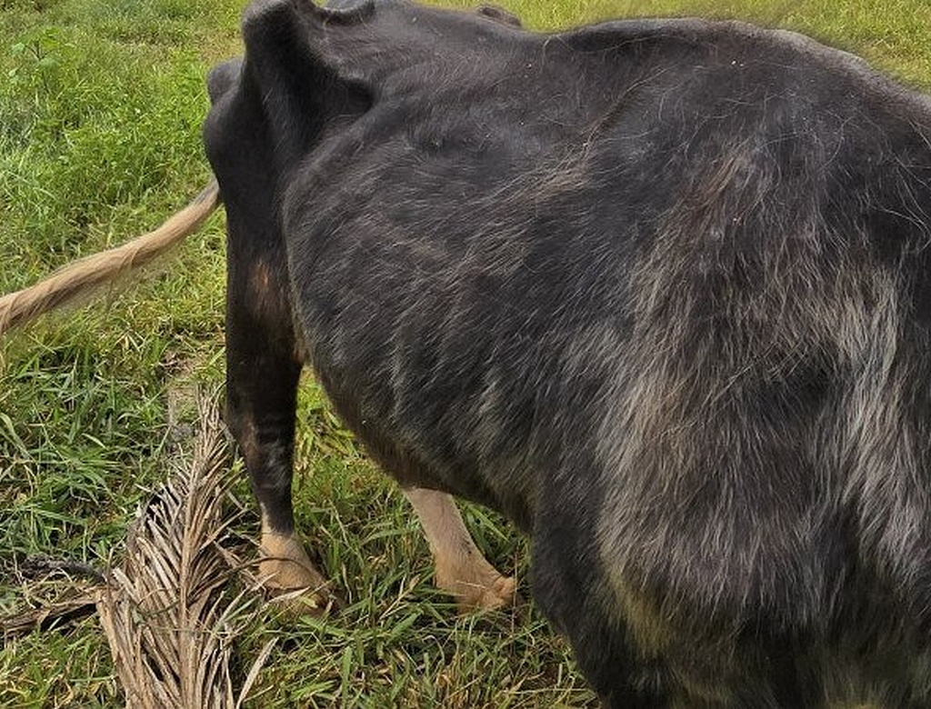 Animais (foto Reprodução Redes Sociais) 5