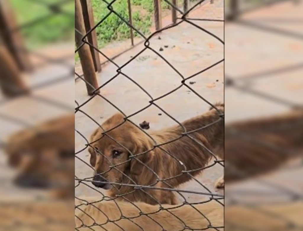 Animais (foto Reprodução Redes Sociais)