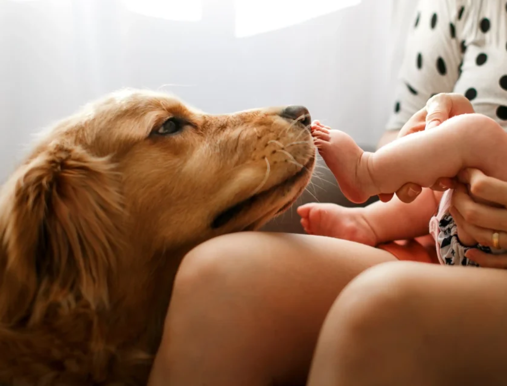 Bebê Com Cachorro (foto Reprodução Redes Sociais)