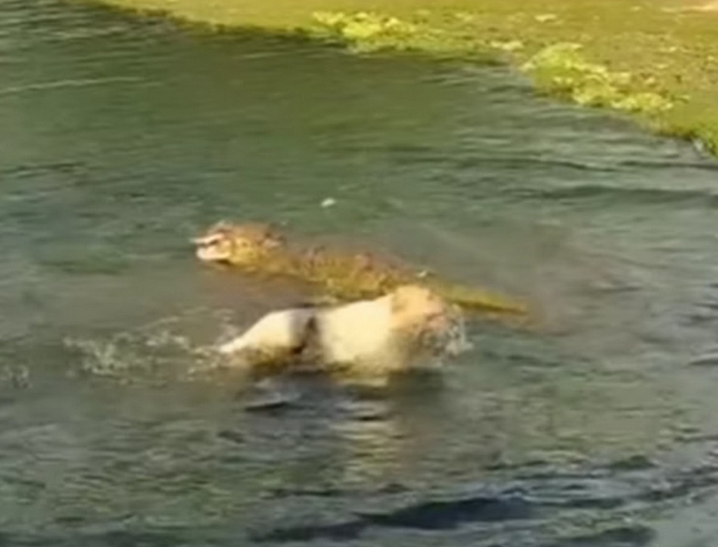 Cachorro E Jacaré (foto Reprodução Redes Sociais)