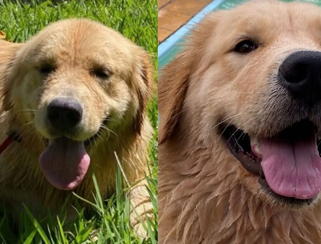 Cadela (foto Reprodução Redes Sociais) 1