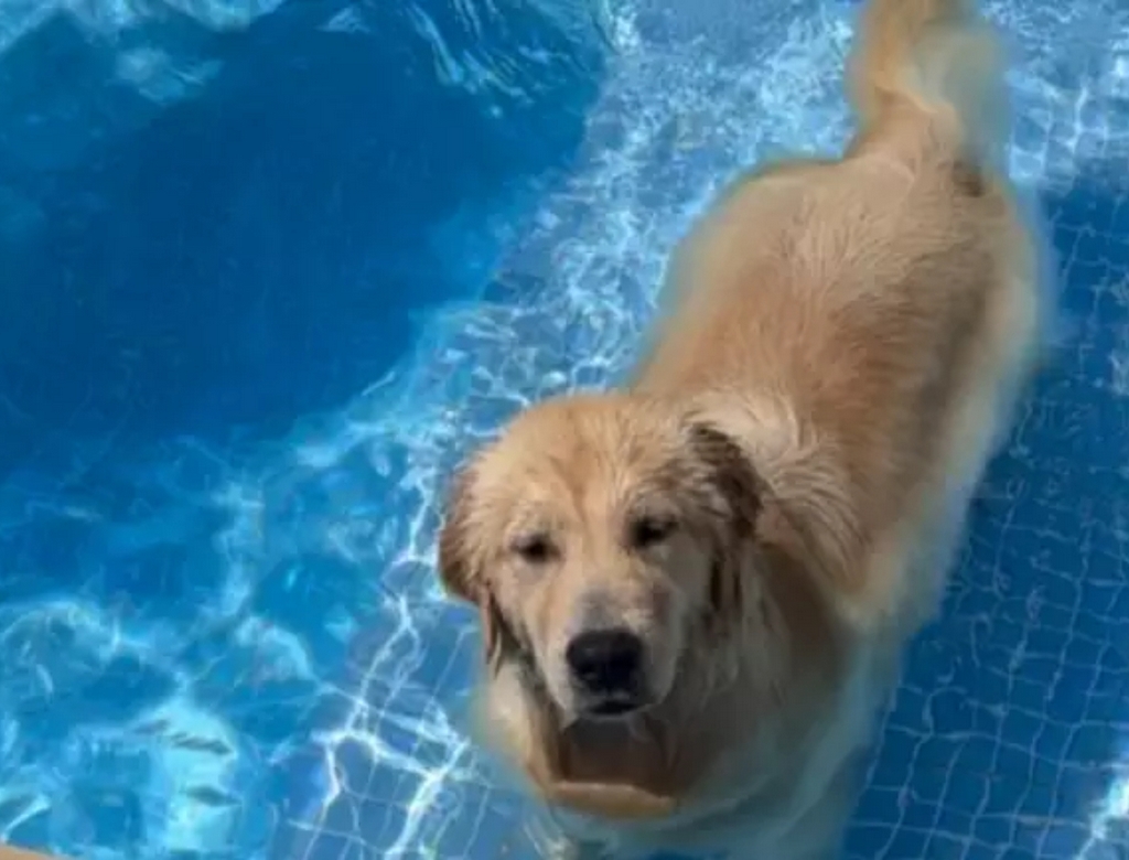 Cadela (foto Reprodução Redes Sociais)