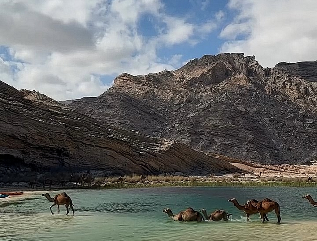 Camelos (foto Reprodução Redes Sociais) 1