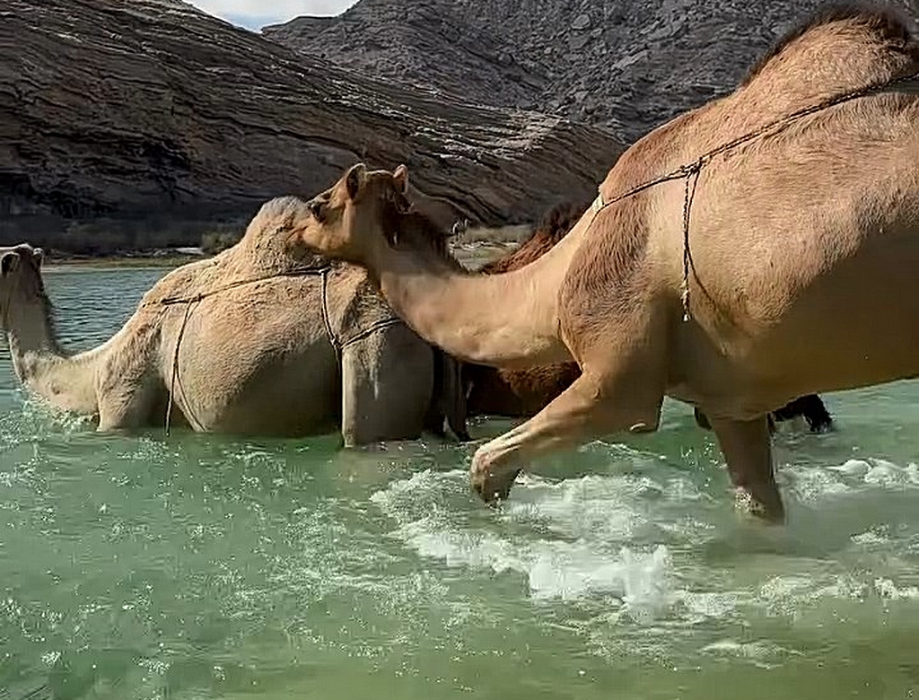 Camelos (foto Reprodução Redes Sociais) 2