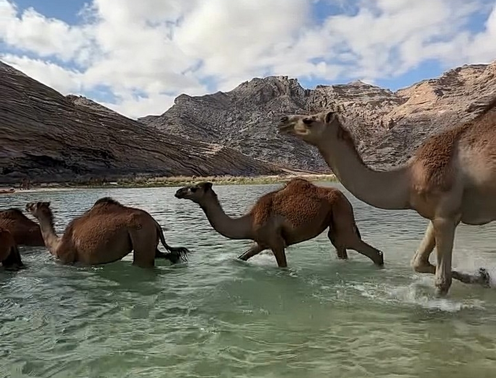 Camelos (foto Reprodução Redes Sociais) 3