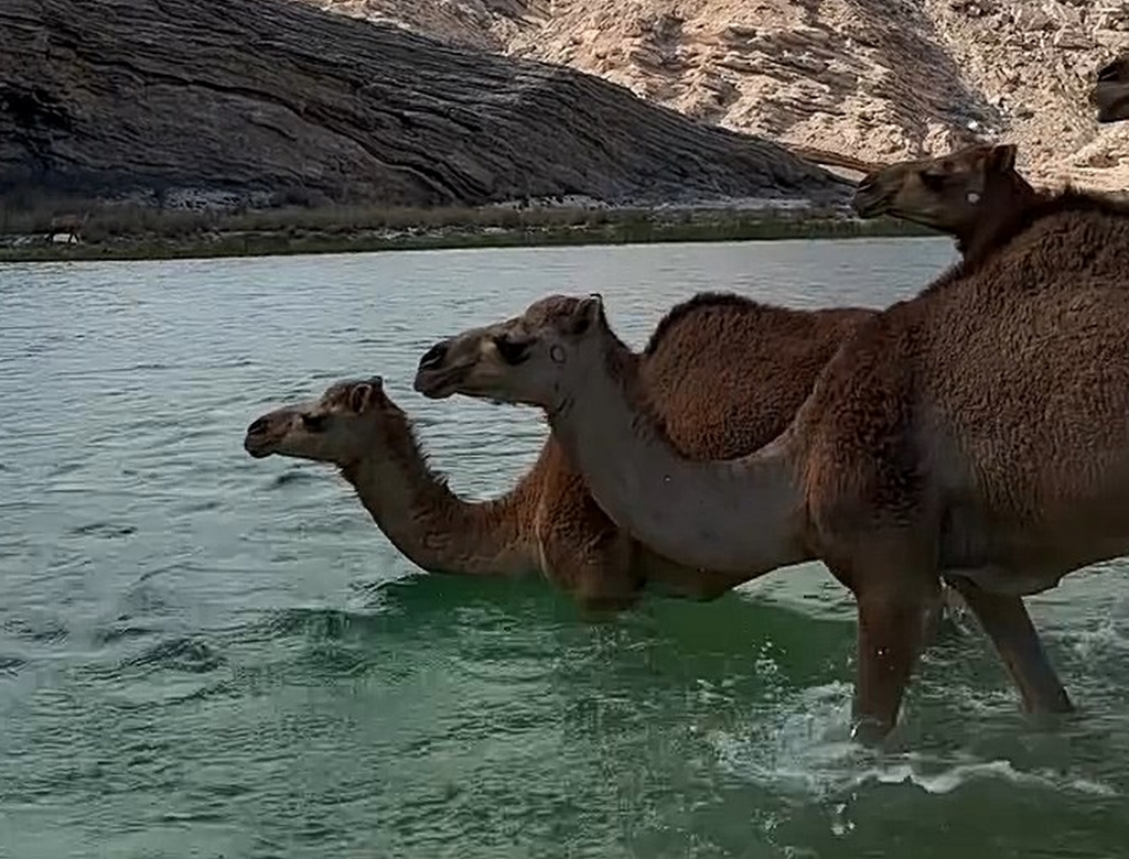 Camelos (foto Reprodução Redes Sociais)