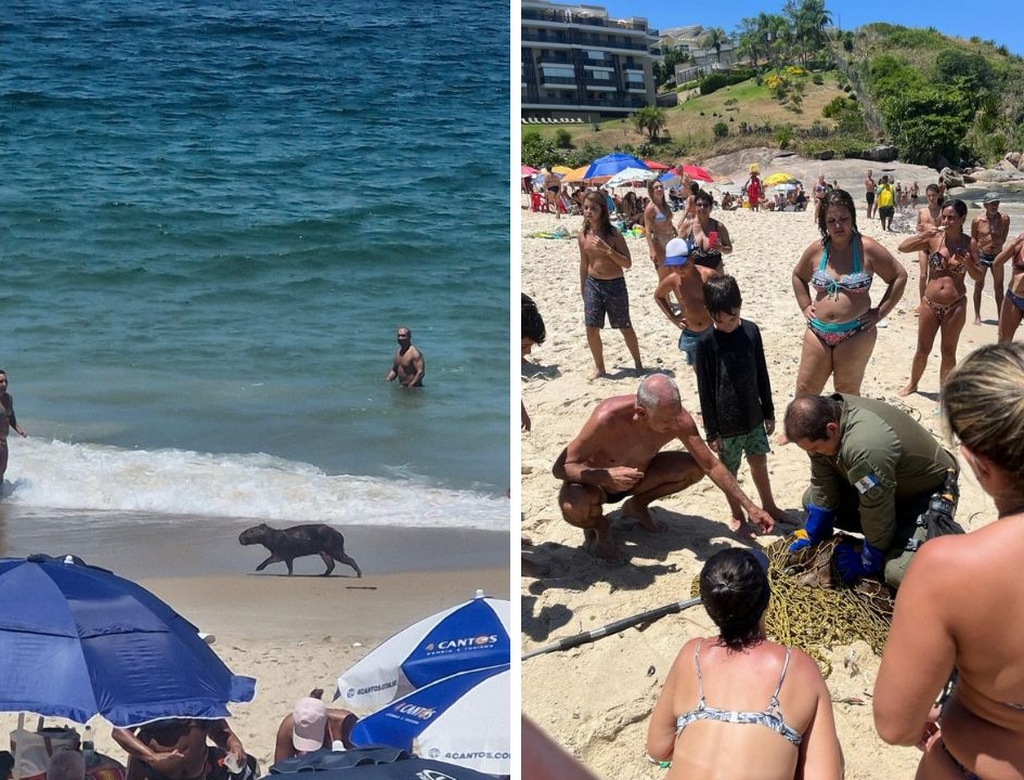 Capivara (foto Reprodução Redes Sociais) 1
