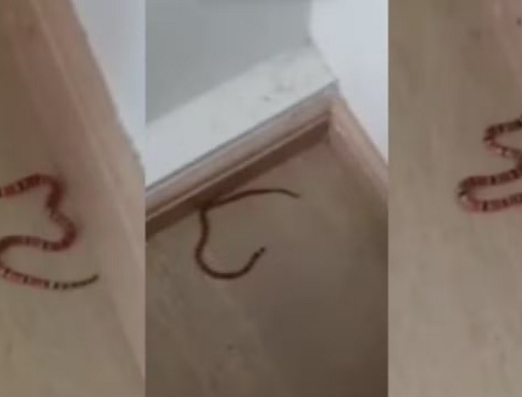 Cobra (foto Reprodução Redes Sociais) 1