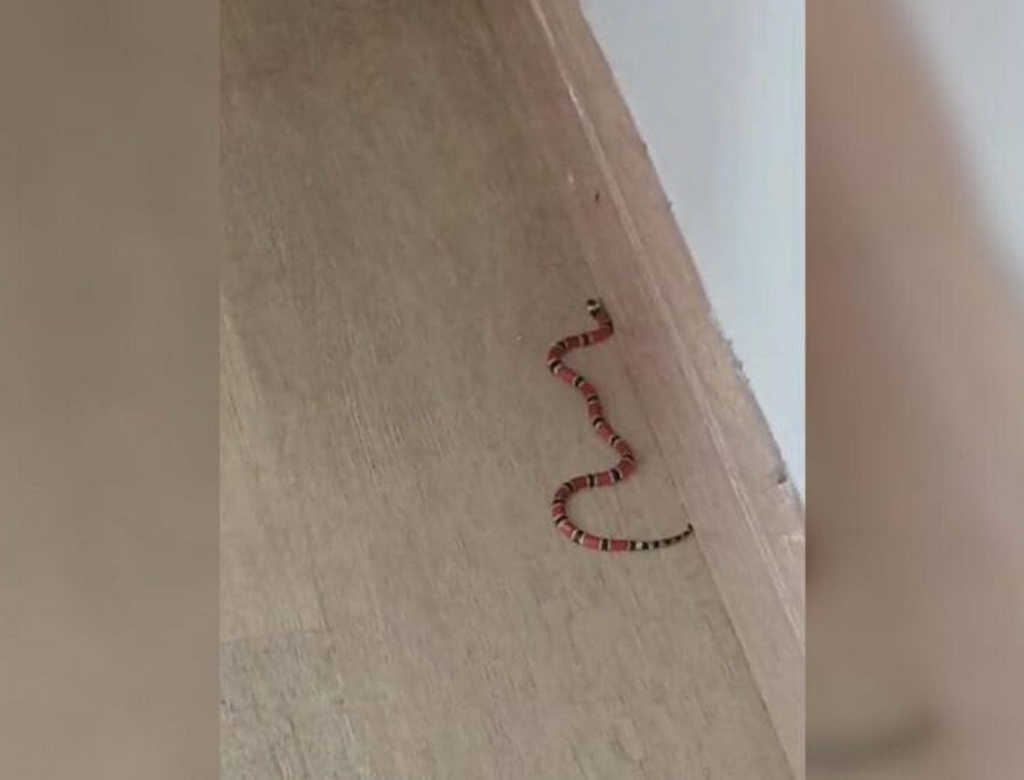 Cobra (foto Reprodução Redes Sociais)