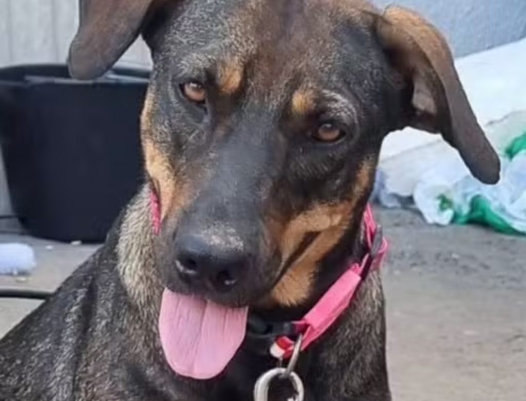 Com dono preso por furtar fraldas, cachorros esperam por ele na rua há 15 dias (Foto Reprodução Redes Sociais)