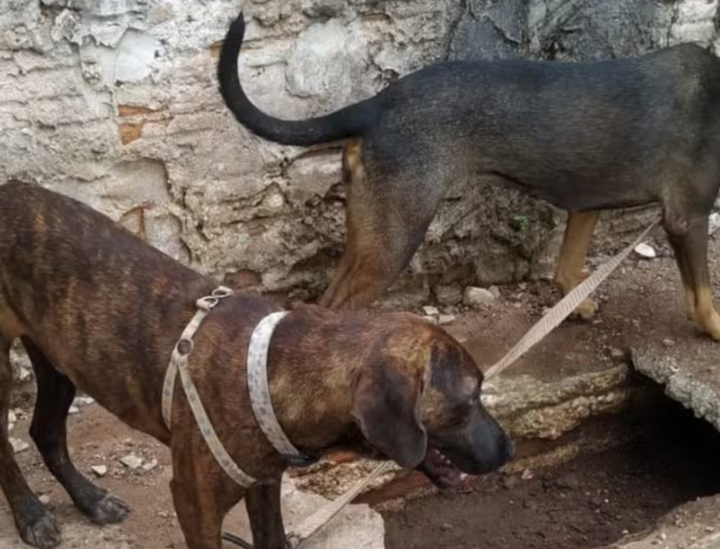 Com dono preso por furtar fraldas, cachorros esperam por ele na rua há 15 dias (Foto Reprodução Redes Sociais)