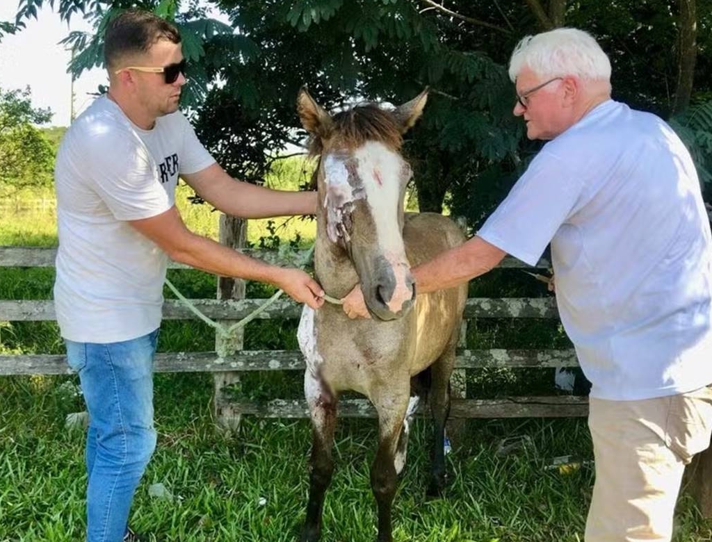 Égua (foto Reprodução Redes Sociais)