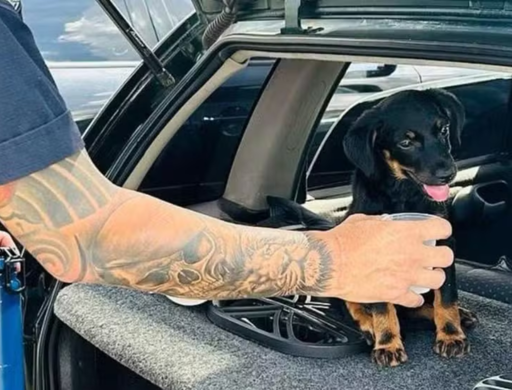 Homem é Preso Após Abandonar Filhote De Cachorro Em Carro Fechado (foto Reprodução Redes Sociais)