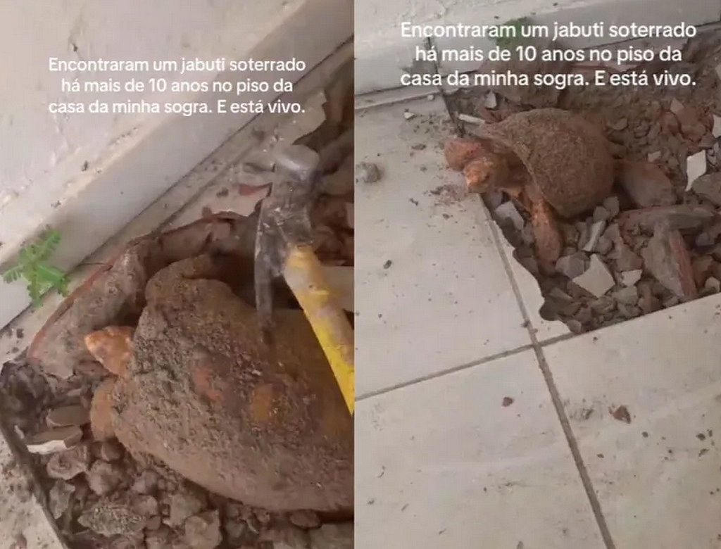 Jabuti Foto Reprodução Redes Sociais) 2