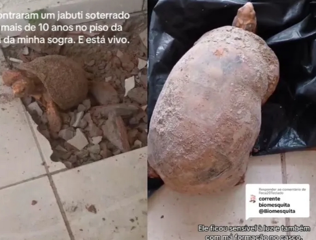 Jabuti Foto Reprodução Redes Sociais) 3
