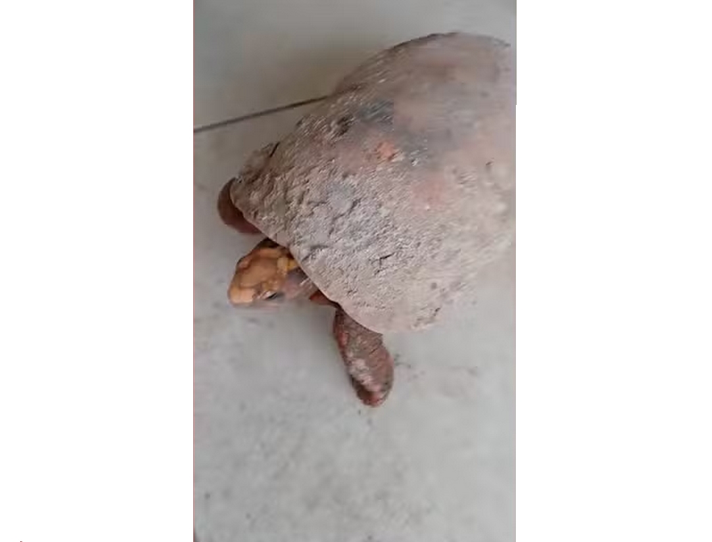 Jabuti Foto Reprodução Redes Sociais)
