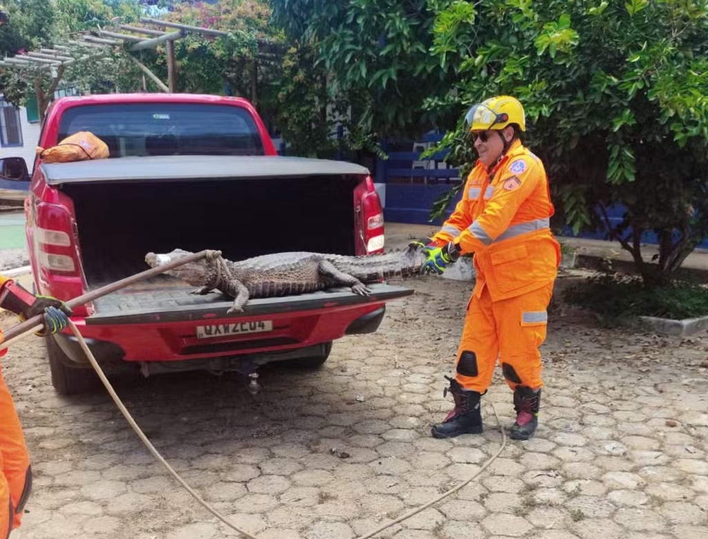 Jacaré (foto Reprodução Redes Sociais) 7