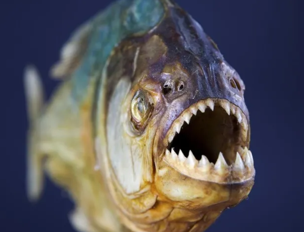 Represa De Sp Tem 7º Ataque De Piranhas Em 15 Dias (foto Reprodução Redes Sociais)