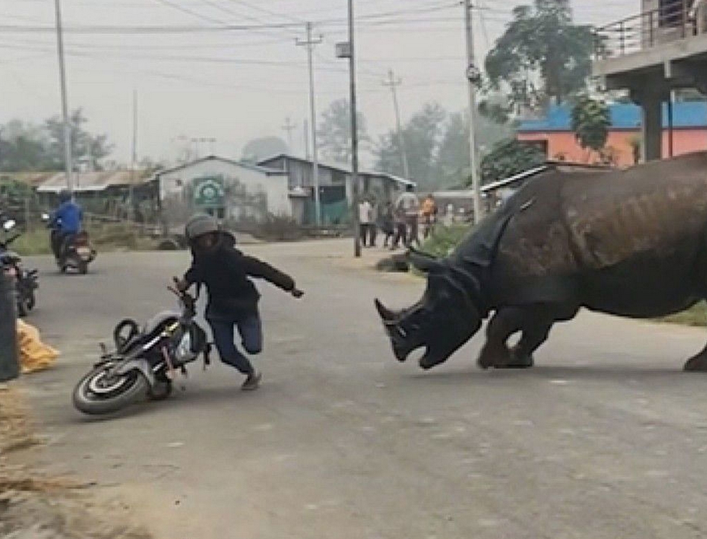 Rinoceronte (foto Reprodução Redes Sociais) 1